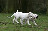 DOGUE ARGENTIN 305